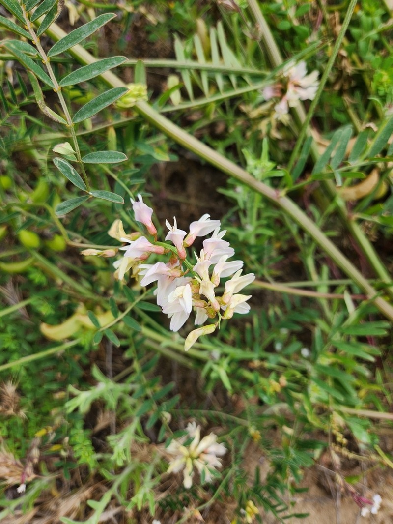 Astragalus tijuanensis photo 8