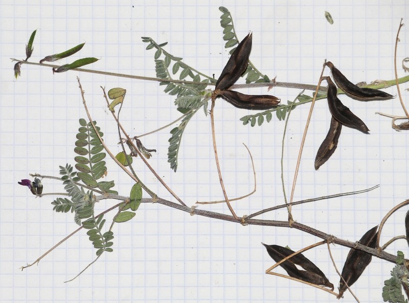 Astragalus tioides