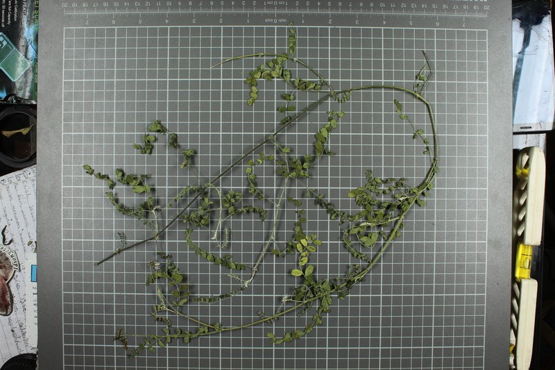 Astragalus tioides photo 3