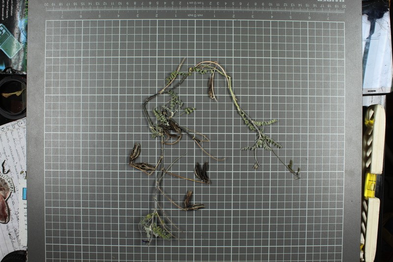 Astragalus tioides photo 4