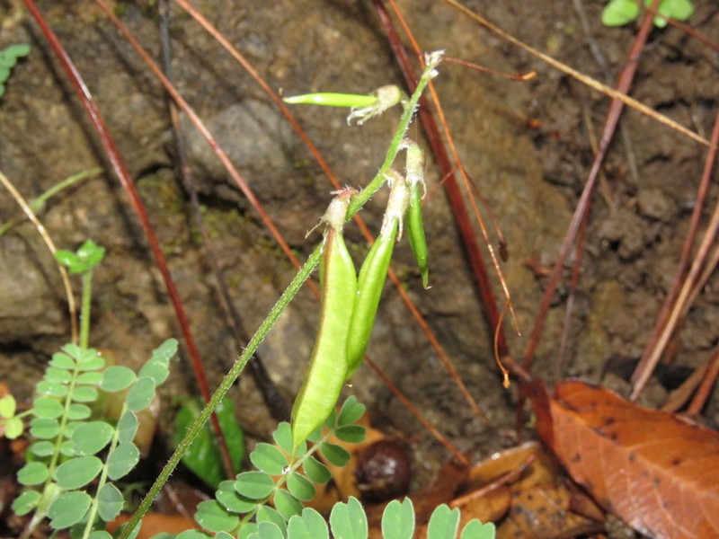Astragalus tioides photo 5