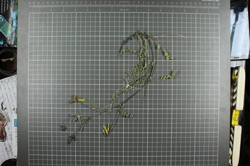 Astragalus tioides photo 6