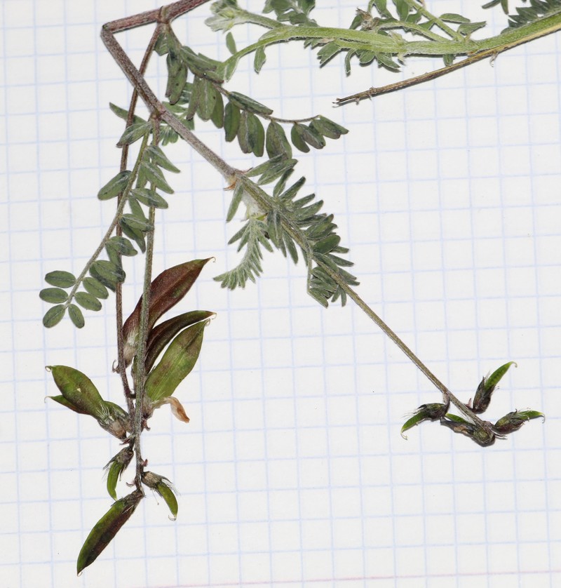 Astragalus tioides photo 7