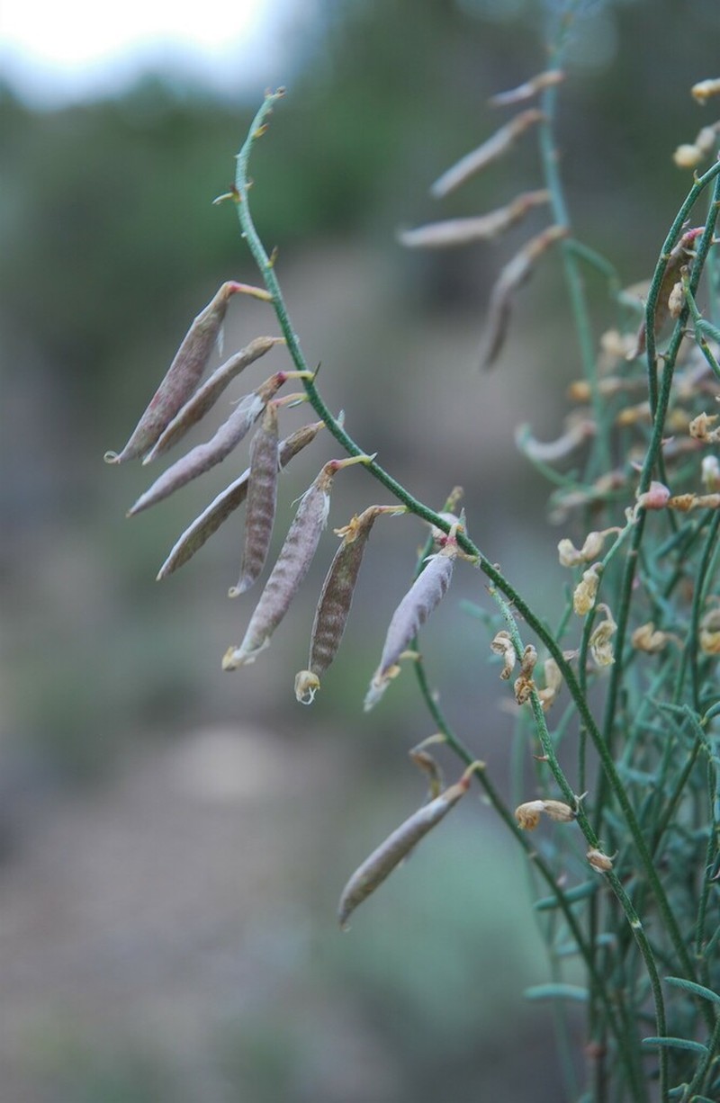 Limestone Milkvetch