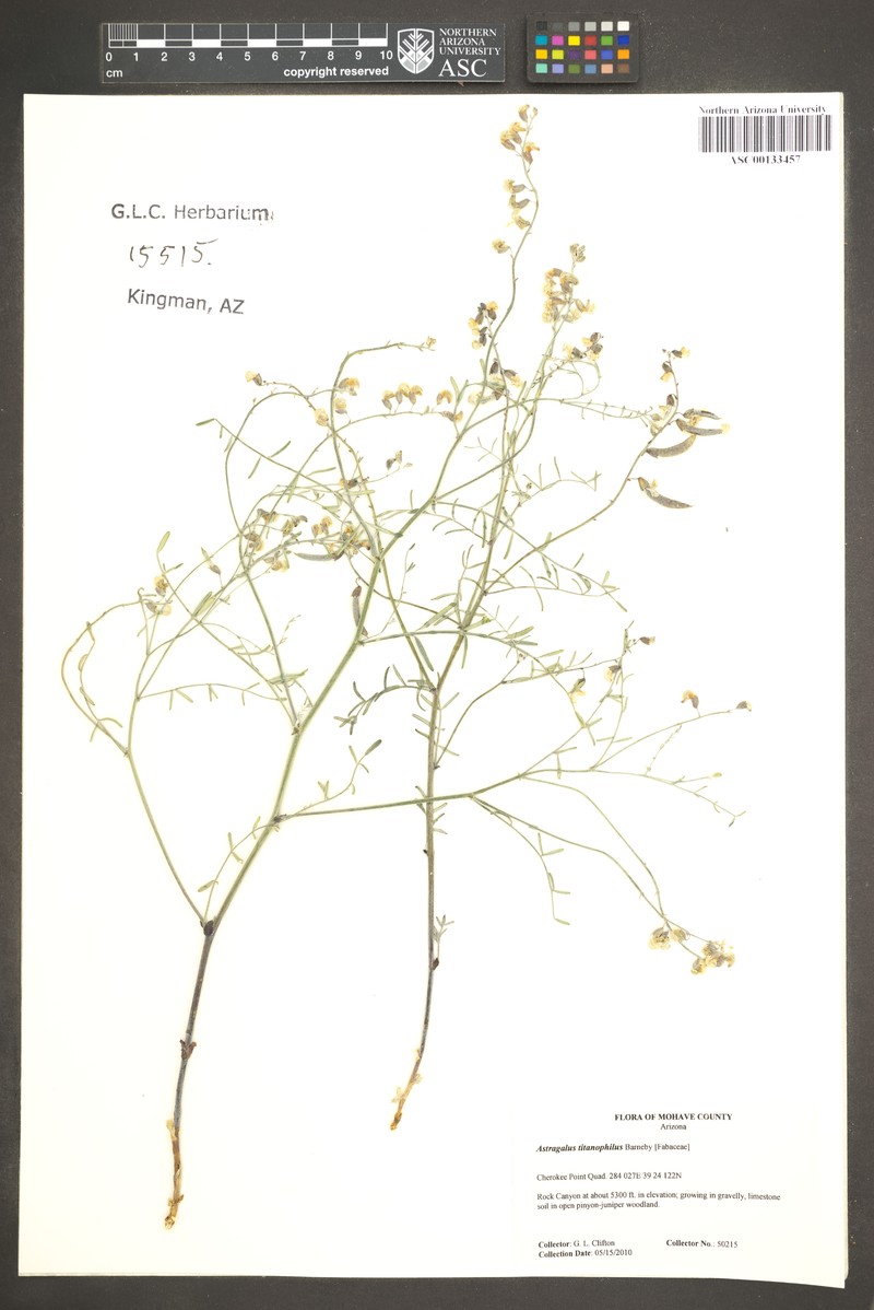 Limestone Milkvetch photo 3