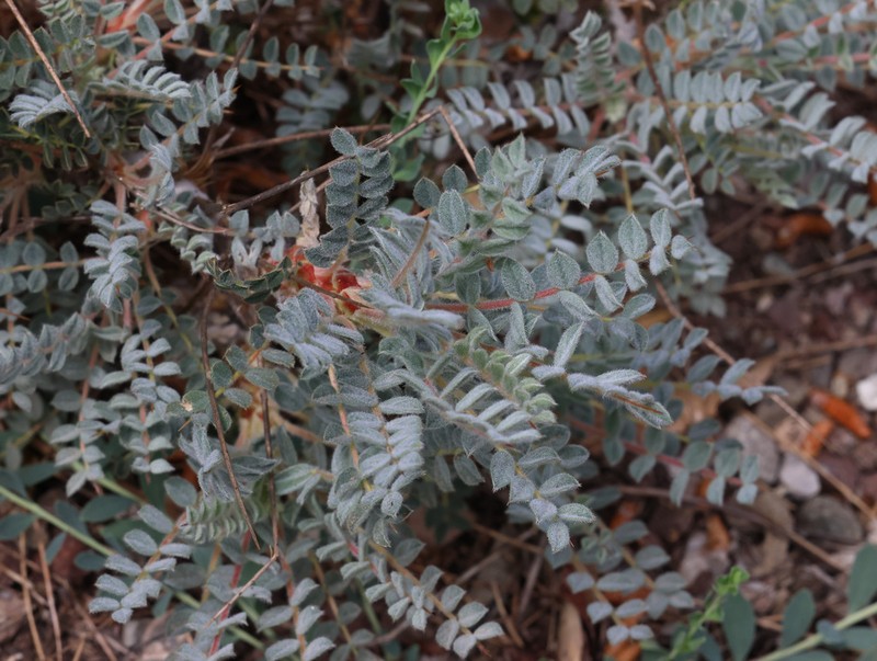 Astragalus tmoleus