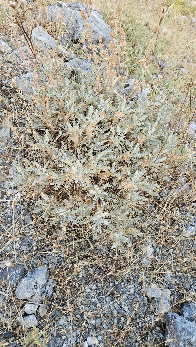 Astragalus tmoleus photo 2