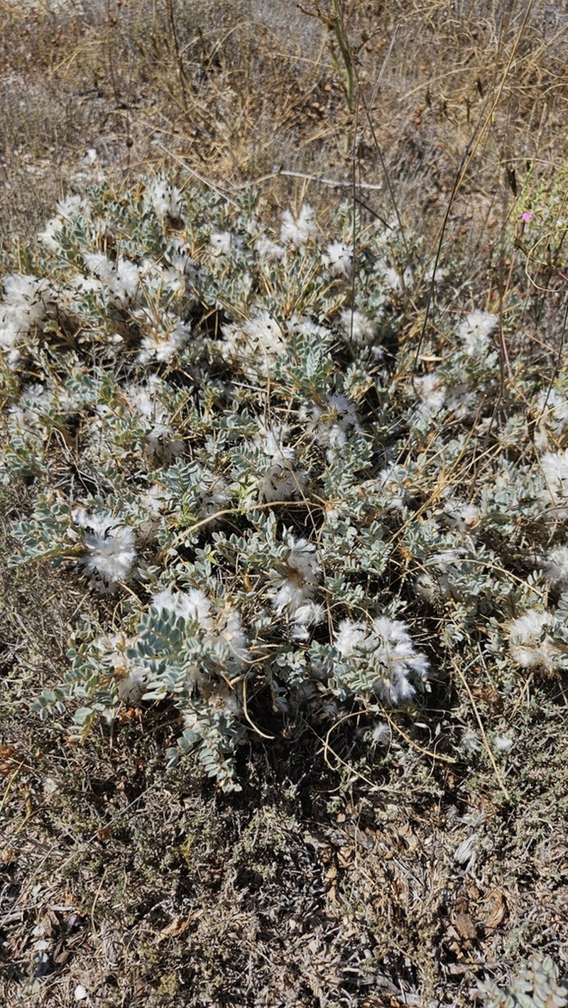 Astragalus tmoleus photo 3