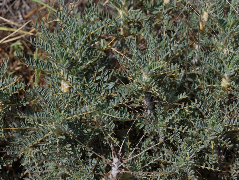 Astragalus tmoleus photo 4