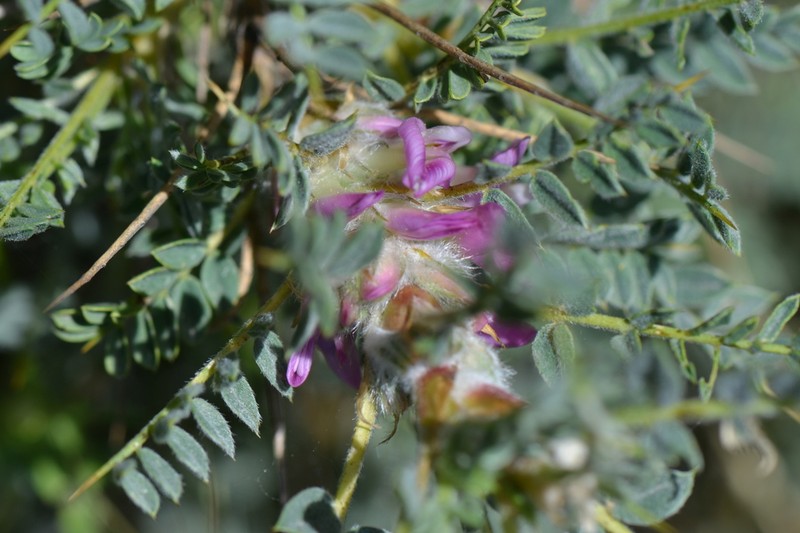 Astragalus tmoleus photo 5