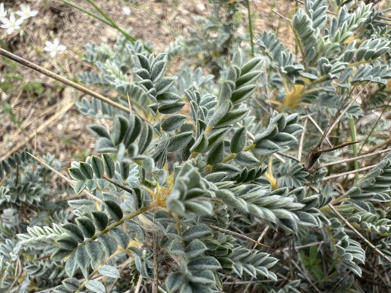 Astragalus tmoleus photo 6
