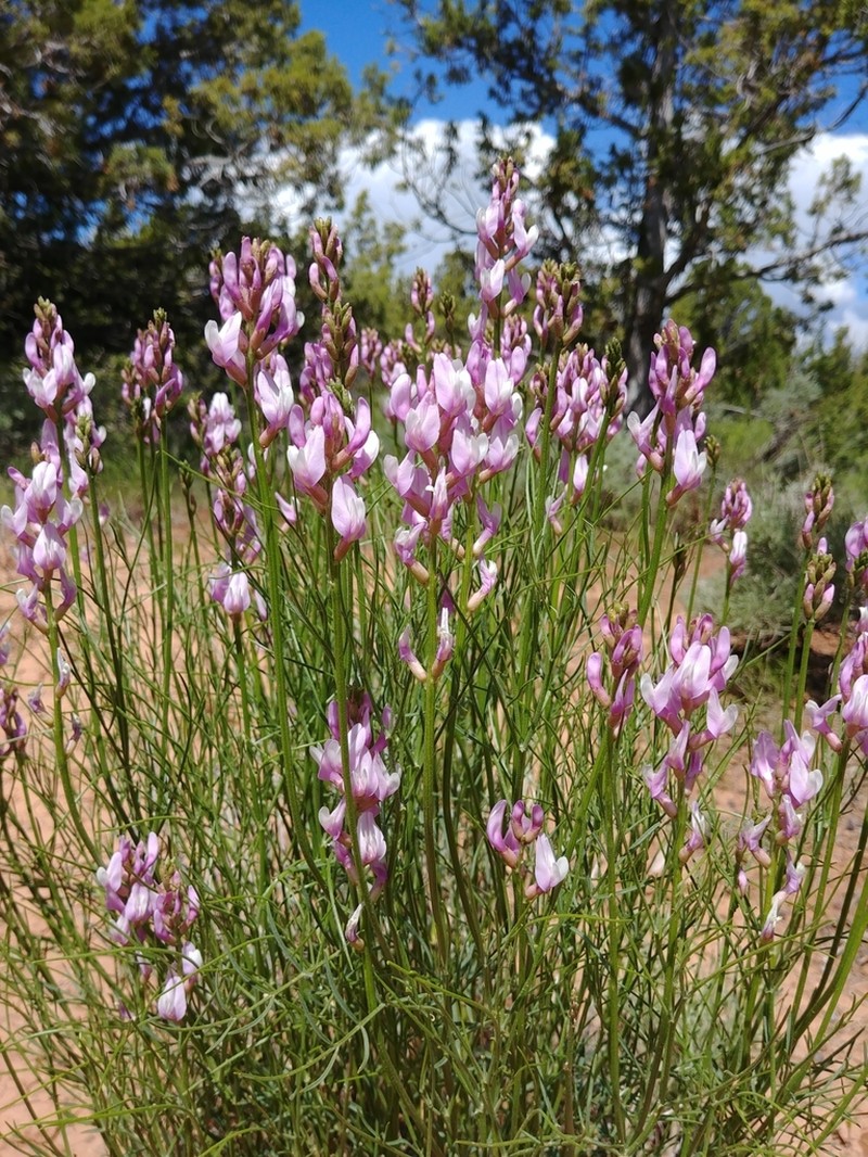 Toano Milkvetch