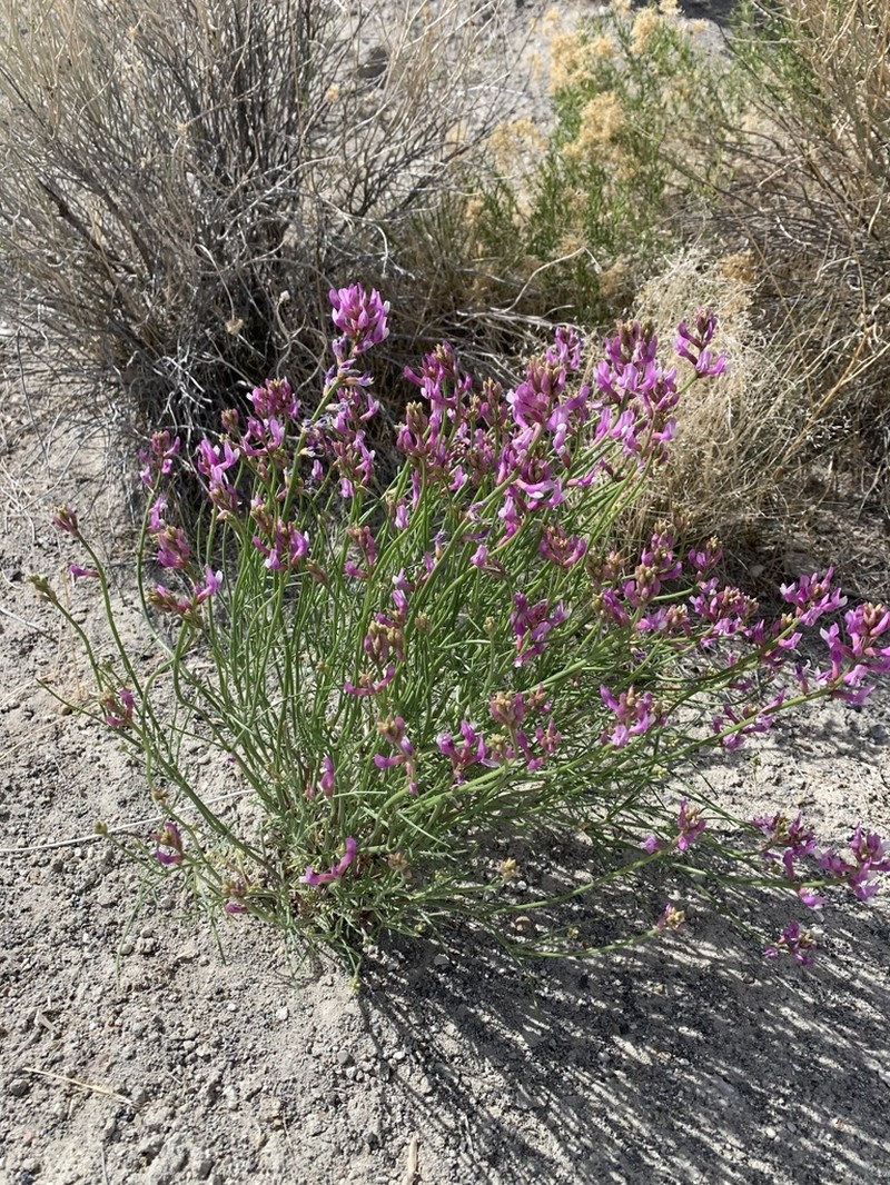 Toano Milkvetch photo 2