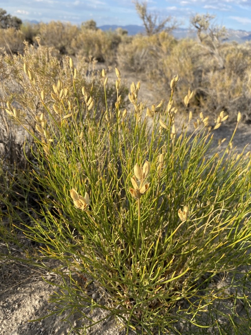 Toano Milkvetch photo 3