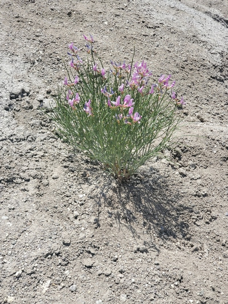 Toano Milkvetch photo 4