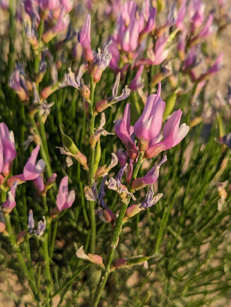 Toano Milkvetch photo 5