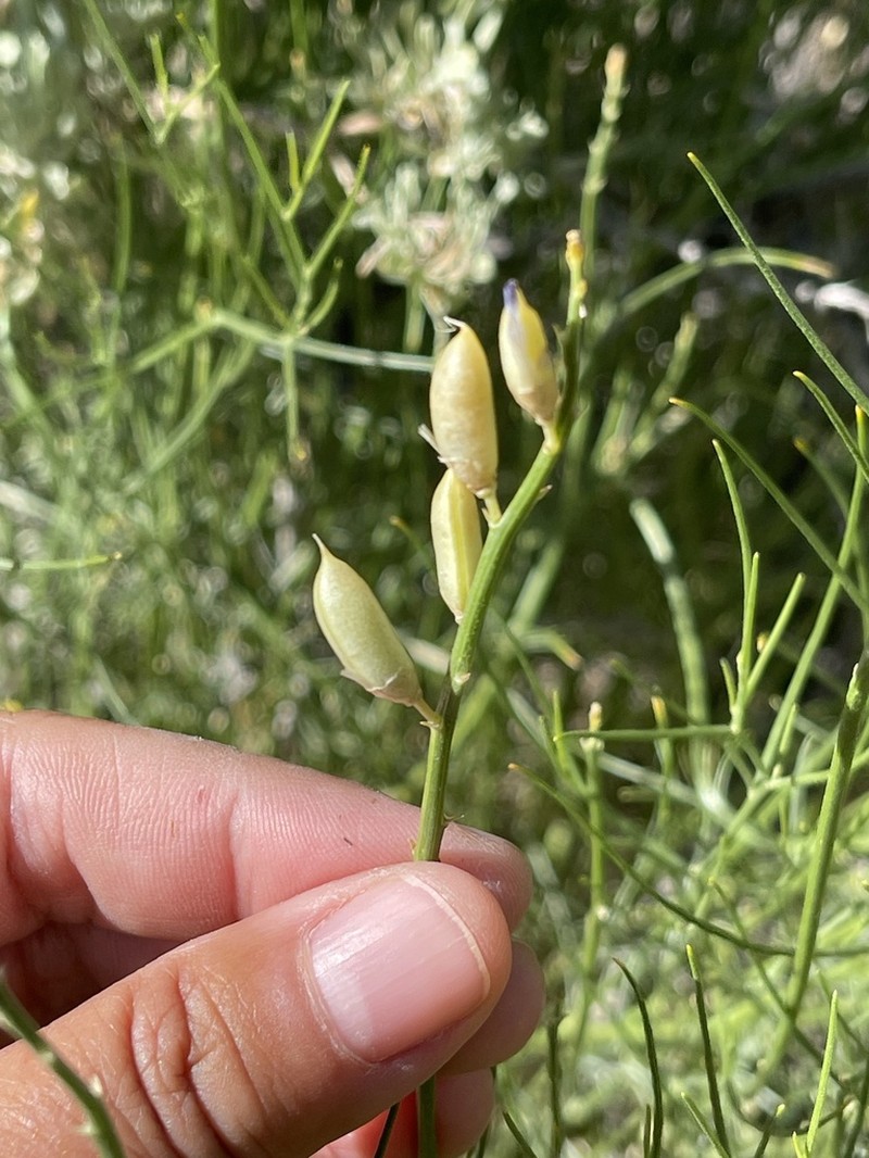Toano Milkvetch photo 6