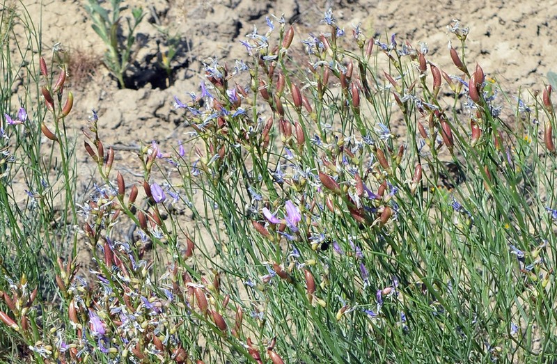 Toano Milkvetch photo 7