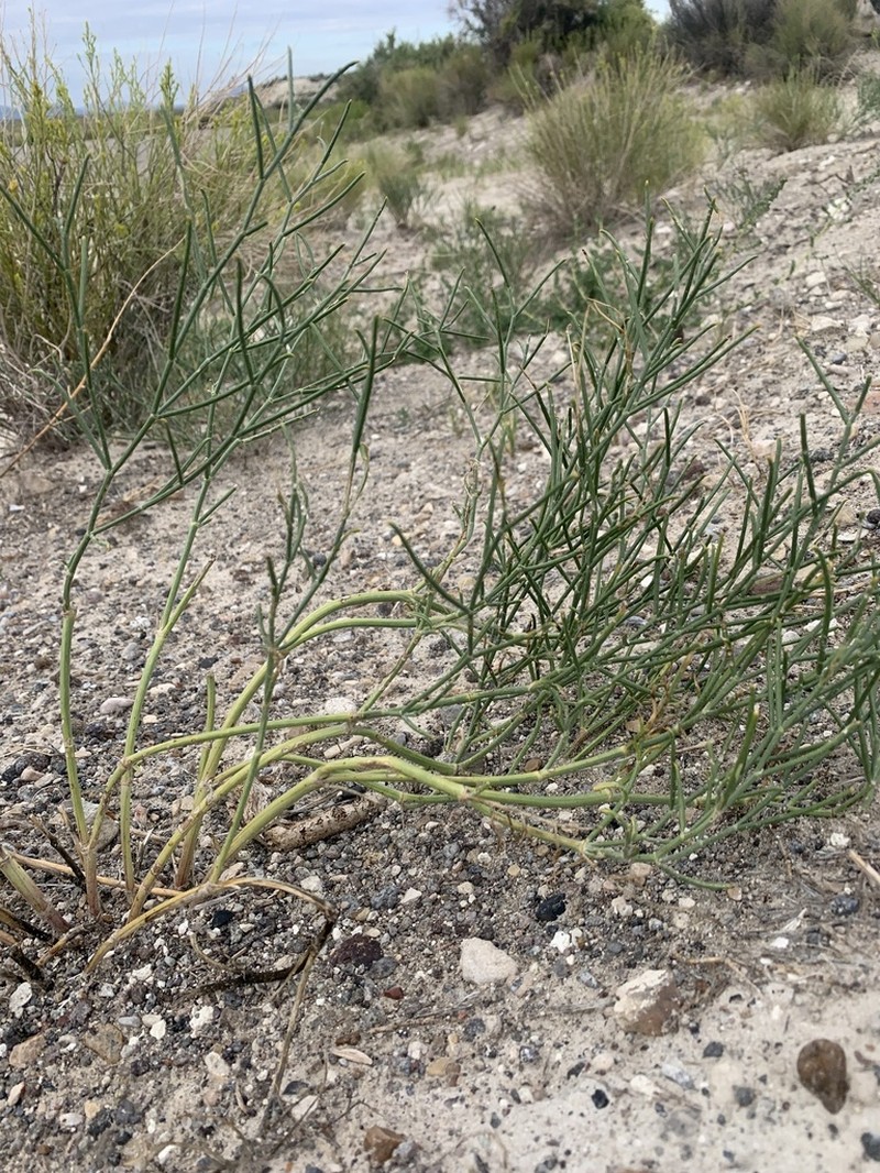 Toano Milkvetch photo 8