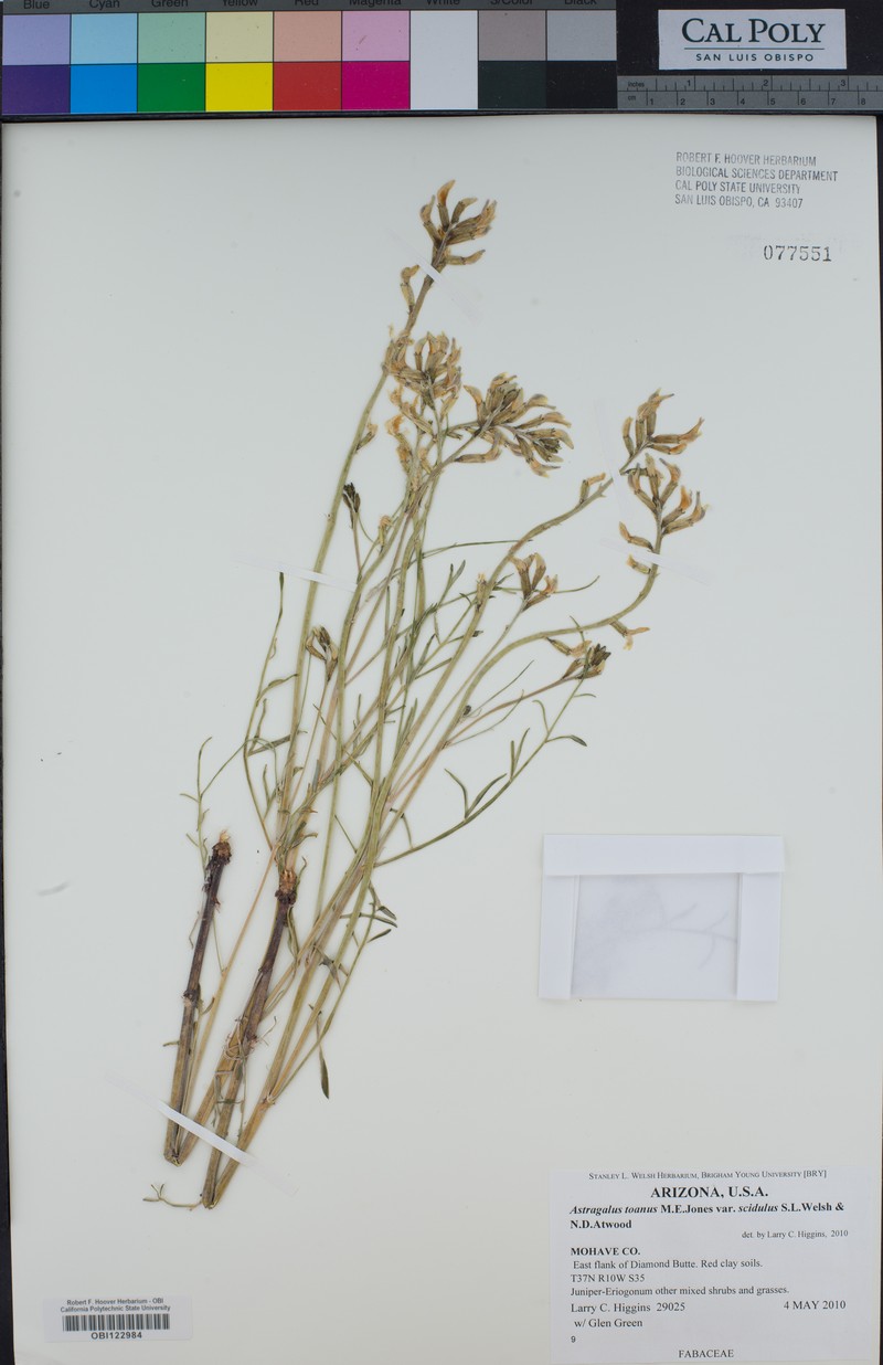 Astragalus toanus var. scidulus