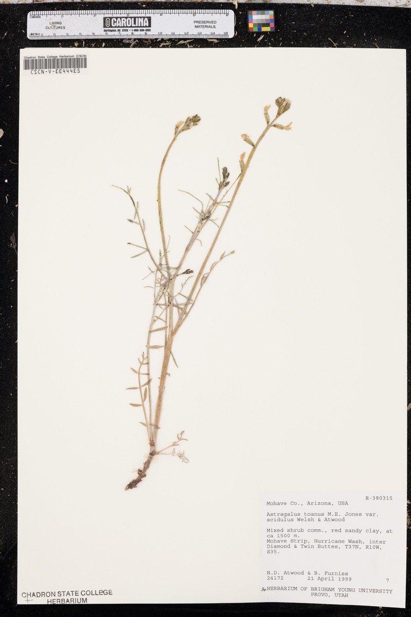 Astragalus toanus var. scidulus photo 2