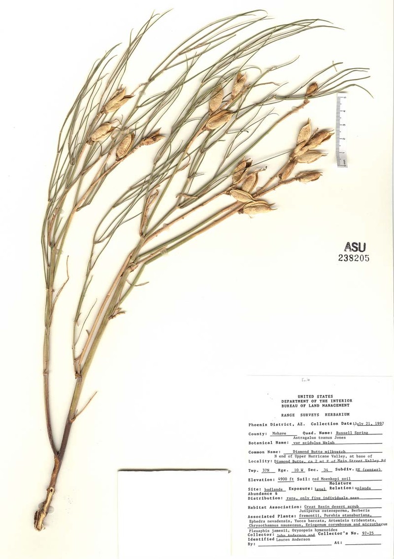 Astragalus toanus var. scidulus photo 3