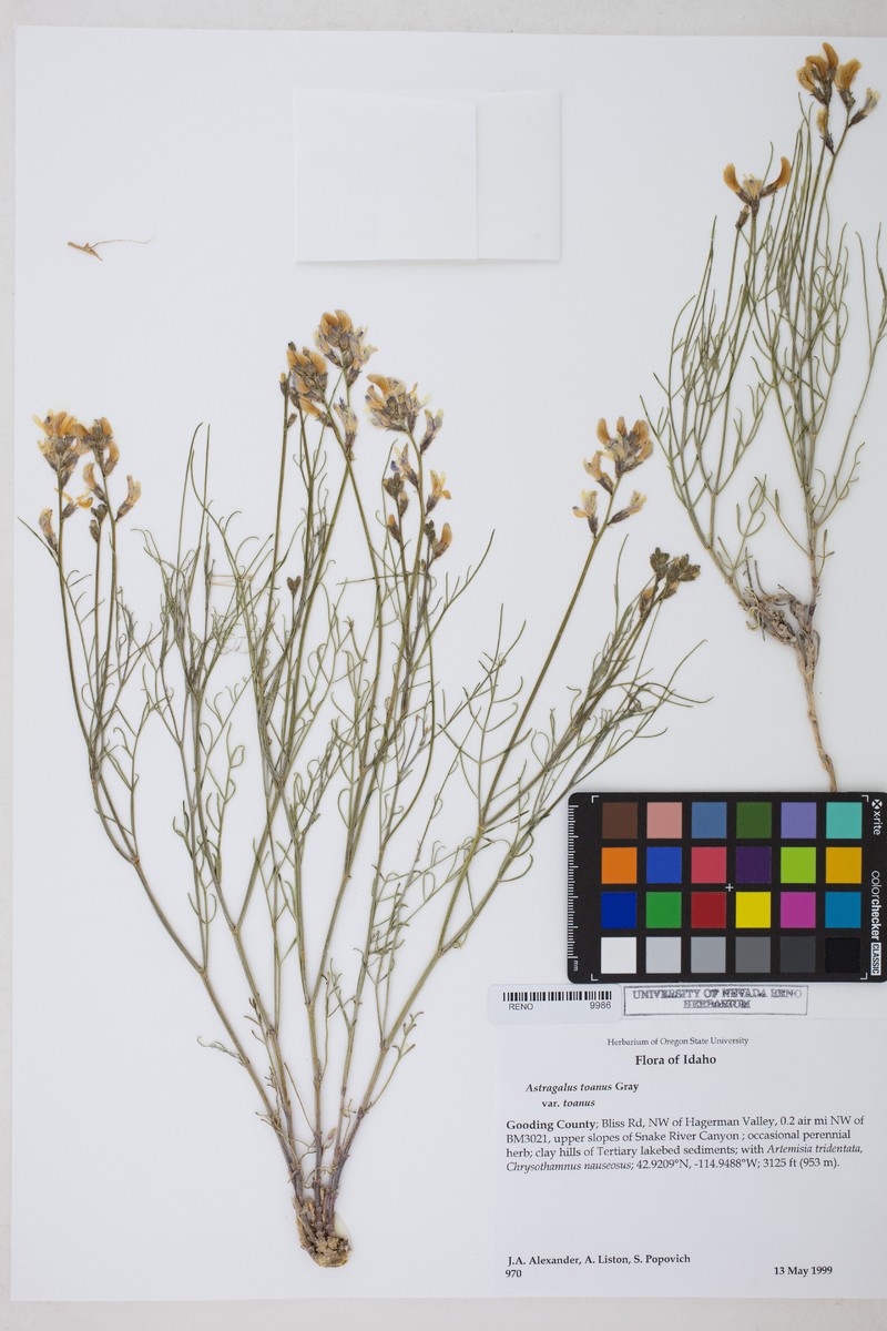 Astragalus toanus var. toanus photo 3