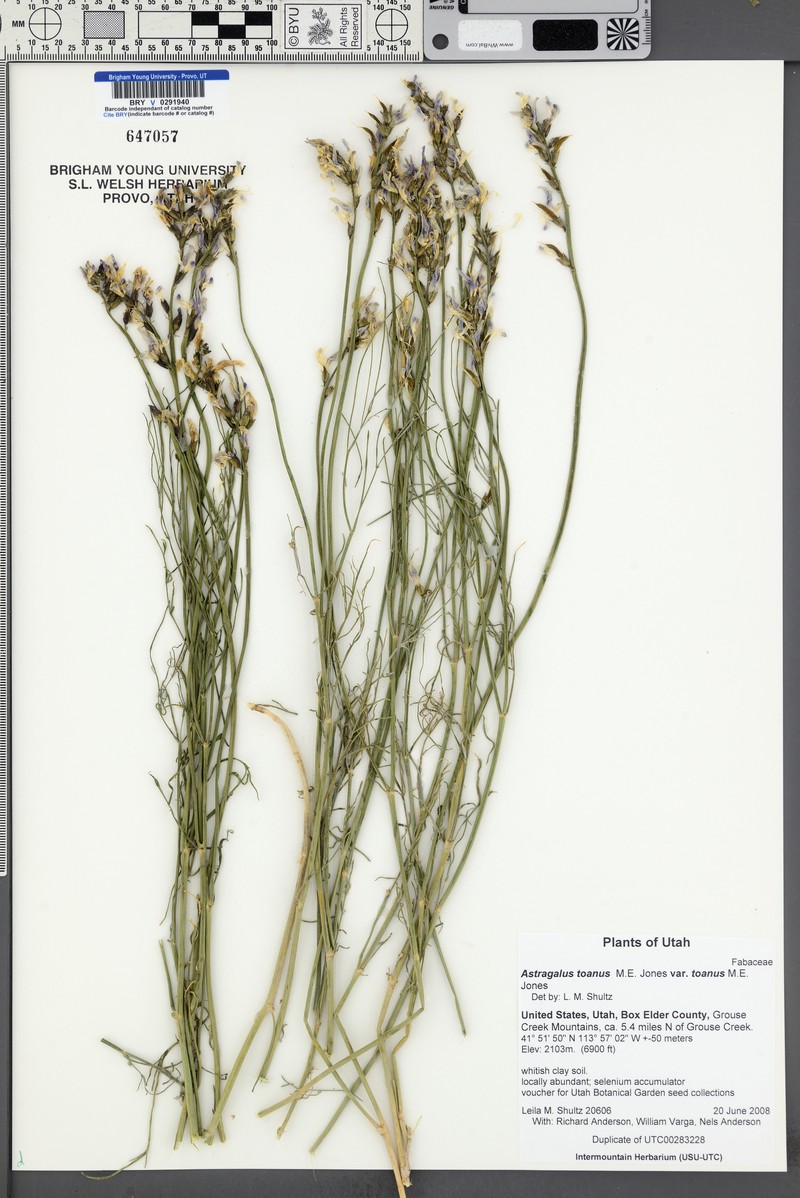 Astragalus toanus var. toanus