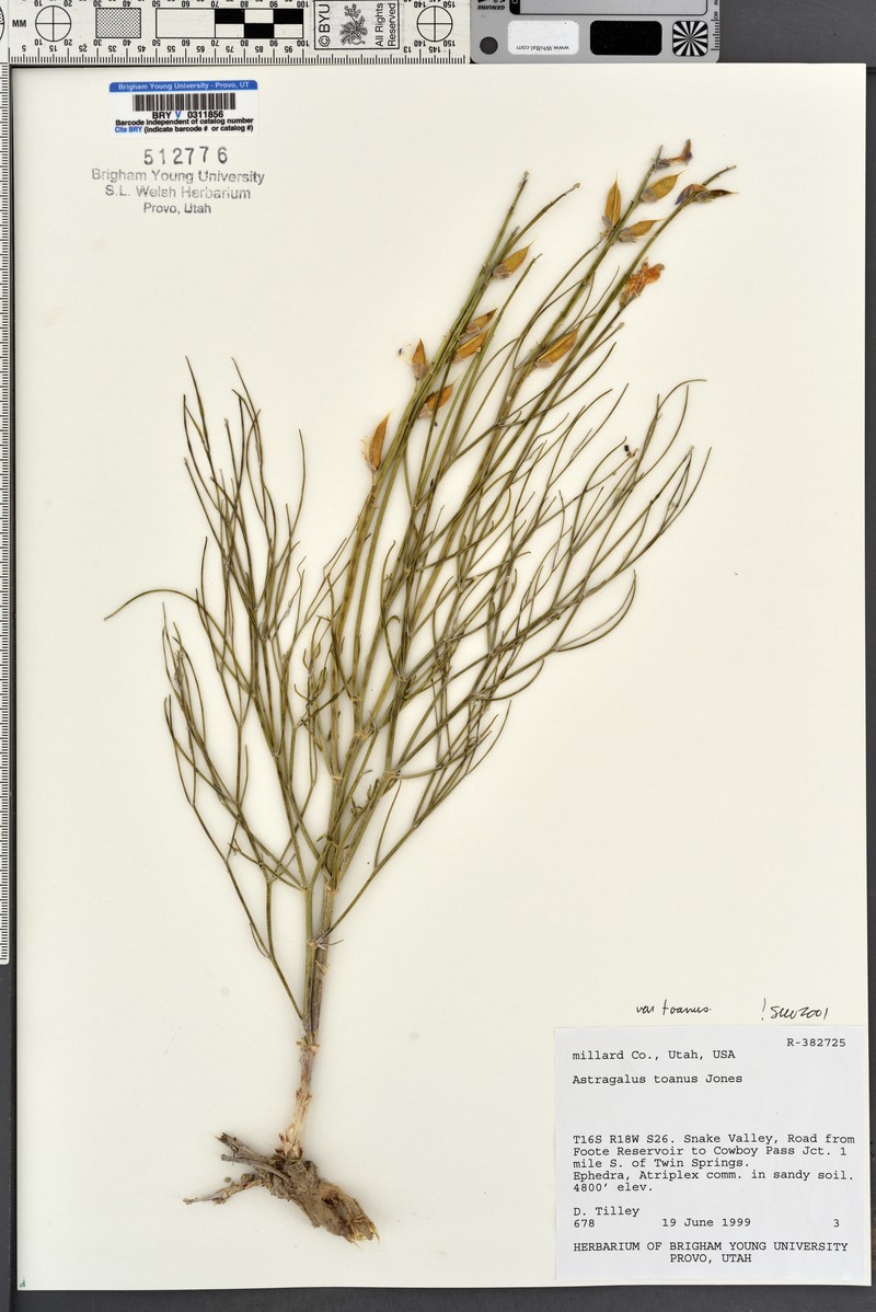 Astragalus toanus var. toanus photo 2