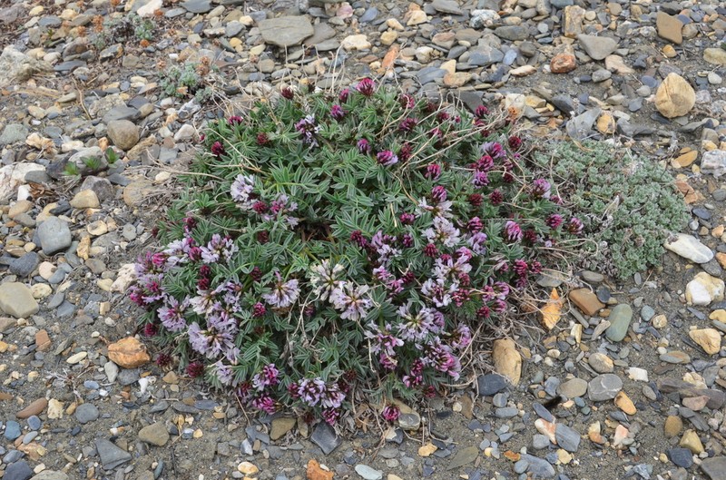 Astragalus tolmaczevii photo 2