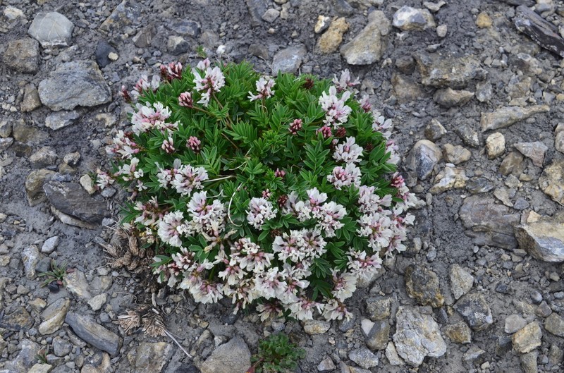 Astragalus tolmaczevii photo 3