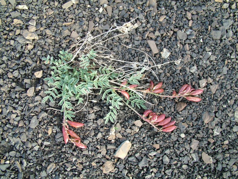 Astragalus tolmaczevii photo 4