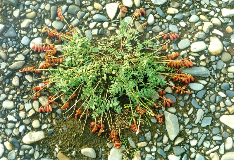 Astragalus tolmaczevii photo 5