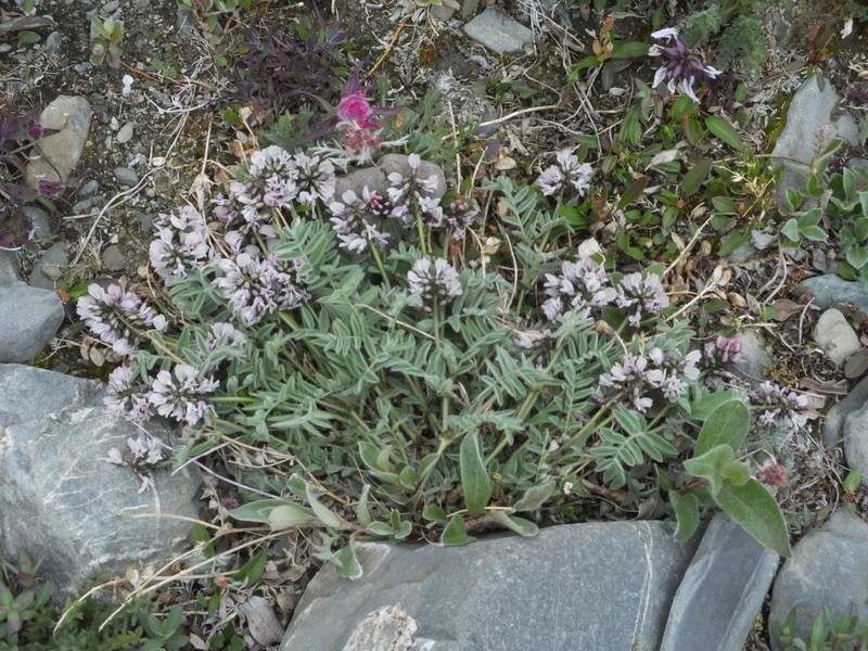 Astragalus tolmaczevii photo 6
