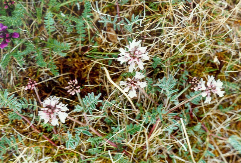 Astragalus tolmaczevii photo 7