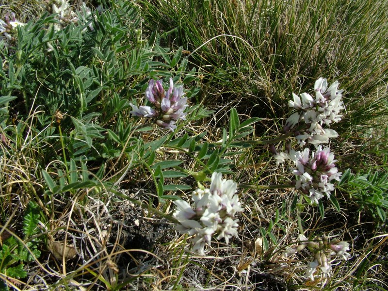 Astragalus tolmaczevii photo 8