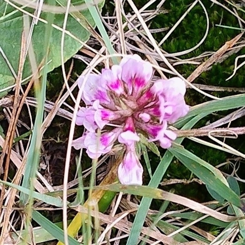 Astragalus tolucanus