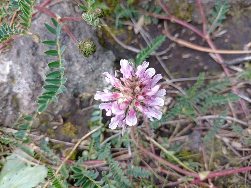 Astragalus tolucanus photo 2