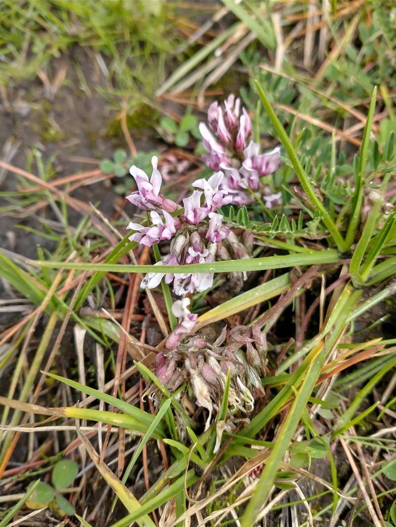Astragalus tolucanus photo 3