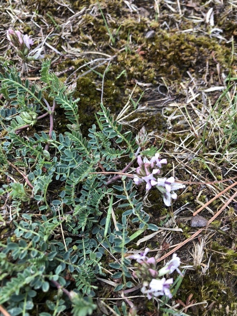 Astragalus tolucanus photo 4
