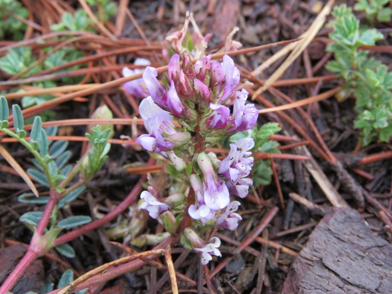 Astragalus tolucanus photo 5