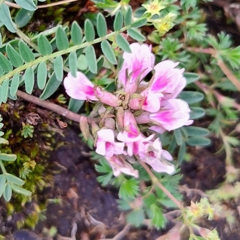 Astragalus tolucanus photo 6
