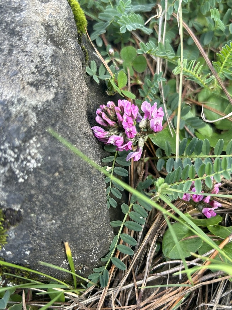 Astragalus tolucanus photo 7