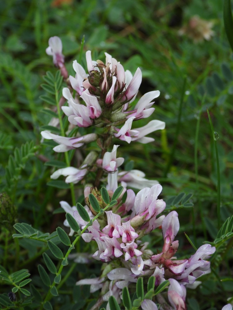 Astragalus tolucanus photo 8
