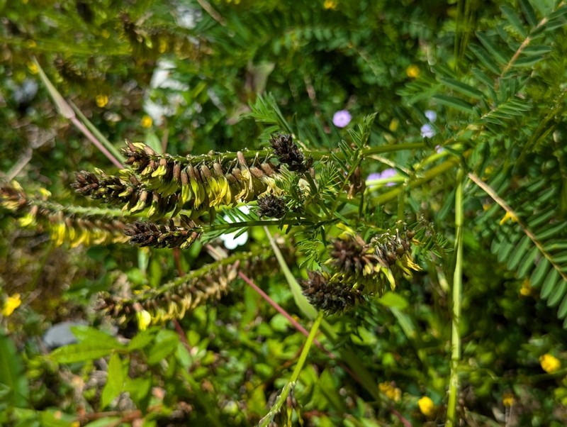Astragalus tongolensis
