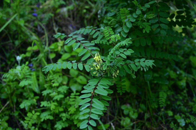 Astragalus tongolensis photo 2