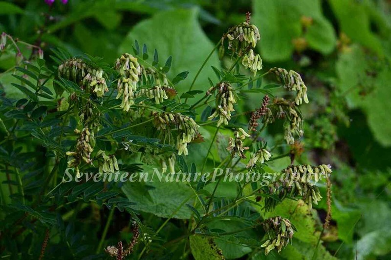 Astragalus tongolensis photo 3