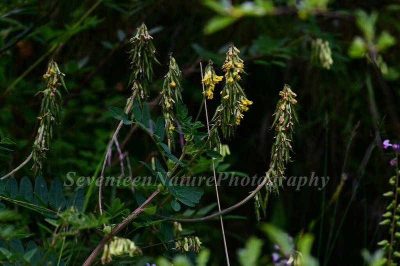 Astragalus tongolensis photo 4