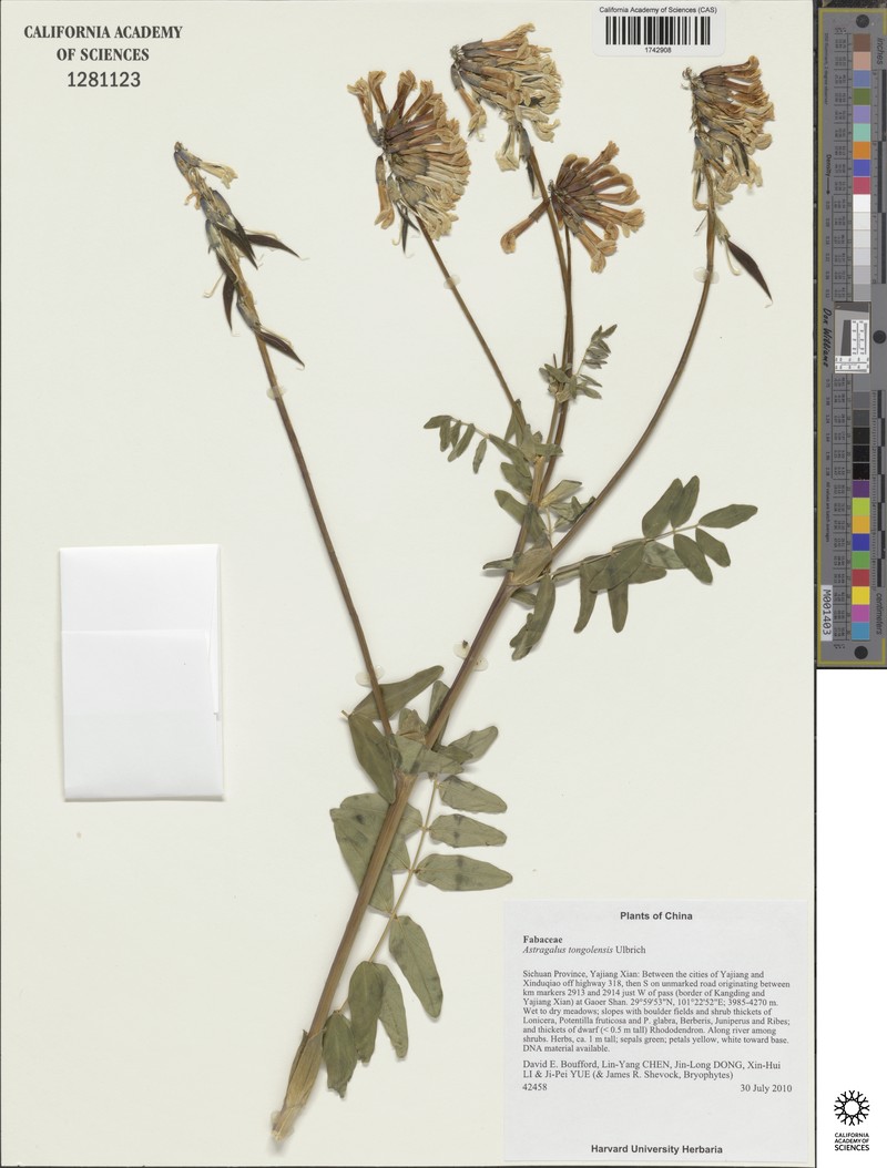 Astragalus tongolensis photo 5