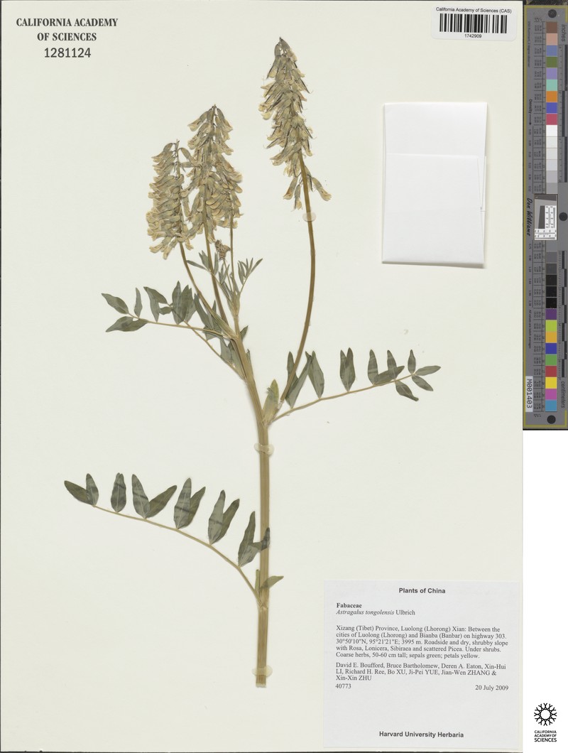 Astragalus tongolensis photo 6